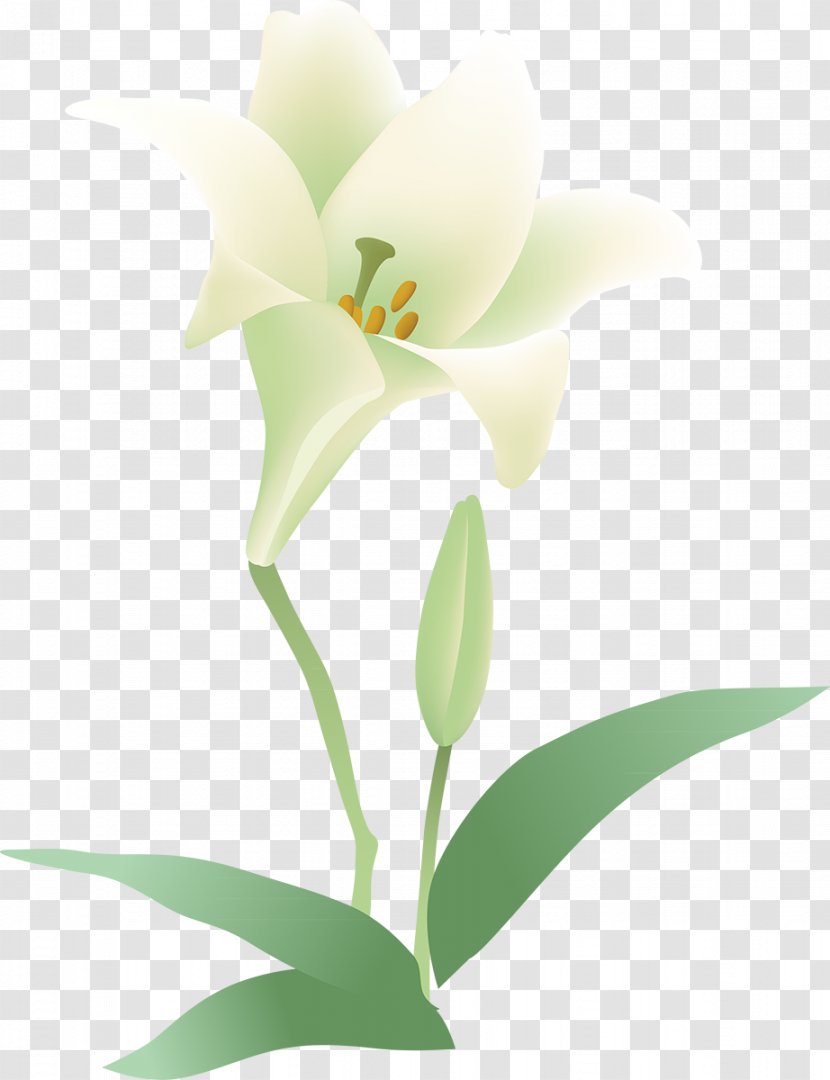 Flowering Plant Cut Flowers Moth Orchids - Seed - Flower Transparent PNG