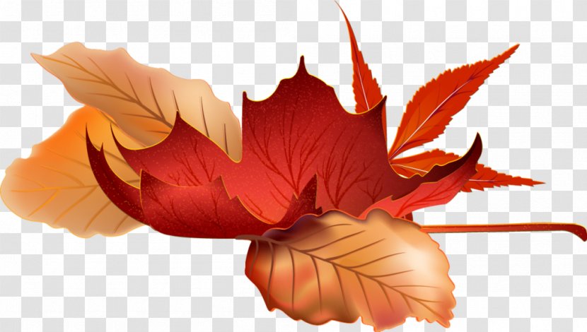 Autumn Image Season Graphics Design - Flower Transparent PNG