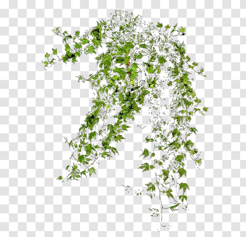 Populus Nigra Tree Clip Art - Flora - Lanta De Cafe Transparent PNG