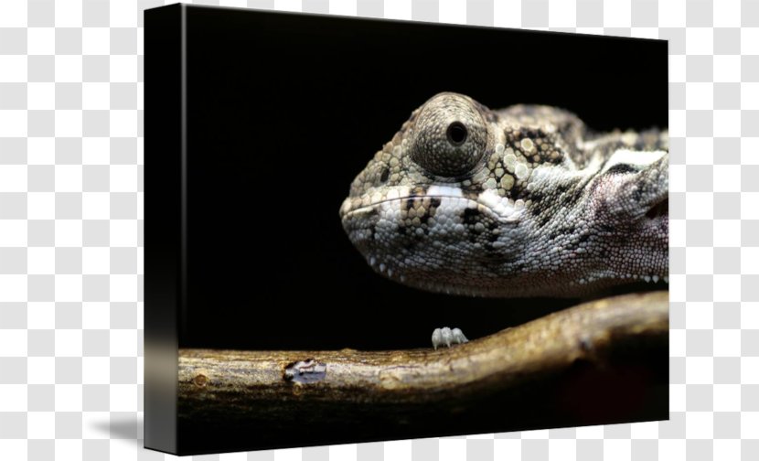 Scaled Reptiles Amphibian Fauna Snout - Reptile - Panther Chameleon Transparent PNG