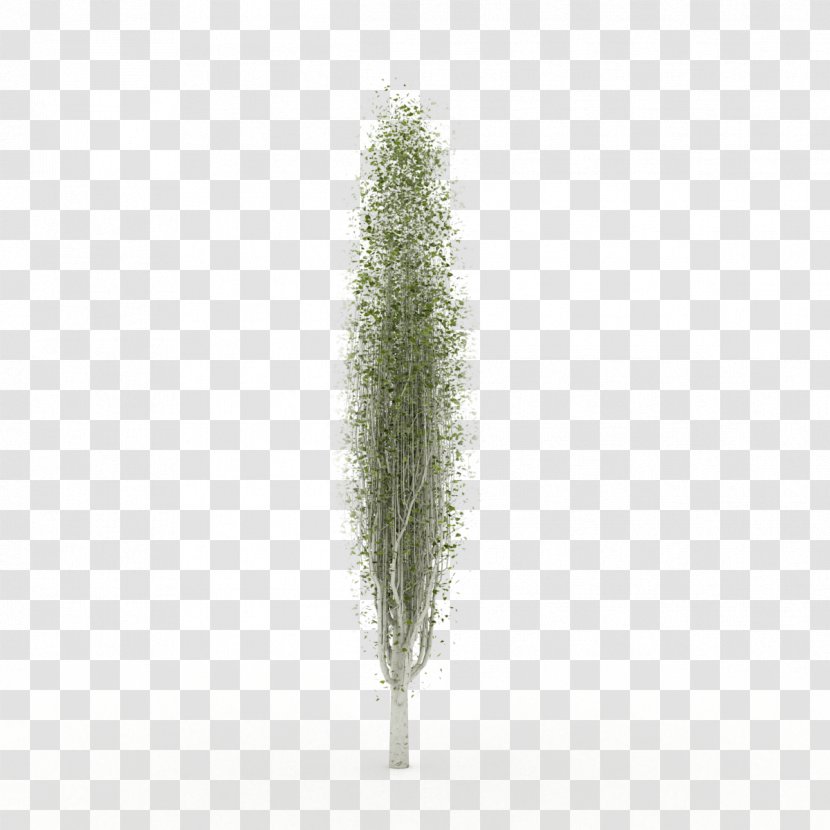 Tree Grasses Plant Family - Grass - Car Poster Transparent PNG