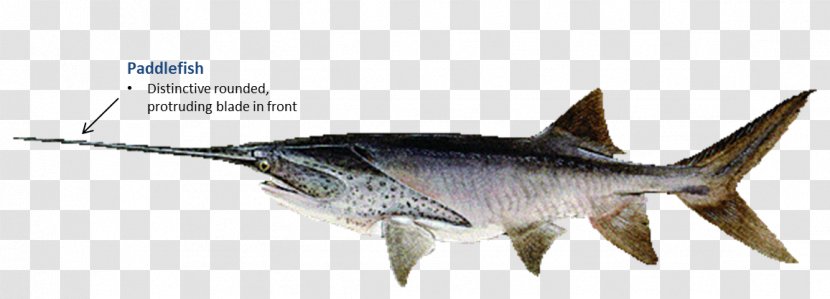 Swordfish Oklahoma American Paddlefish - Snagging - Fish Transparent PNG