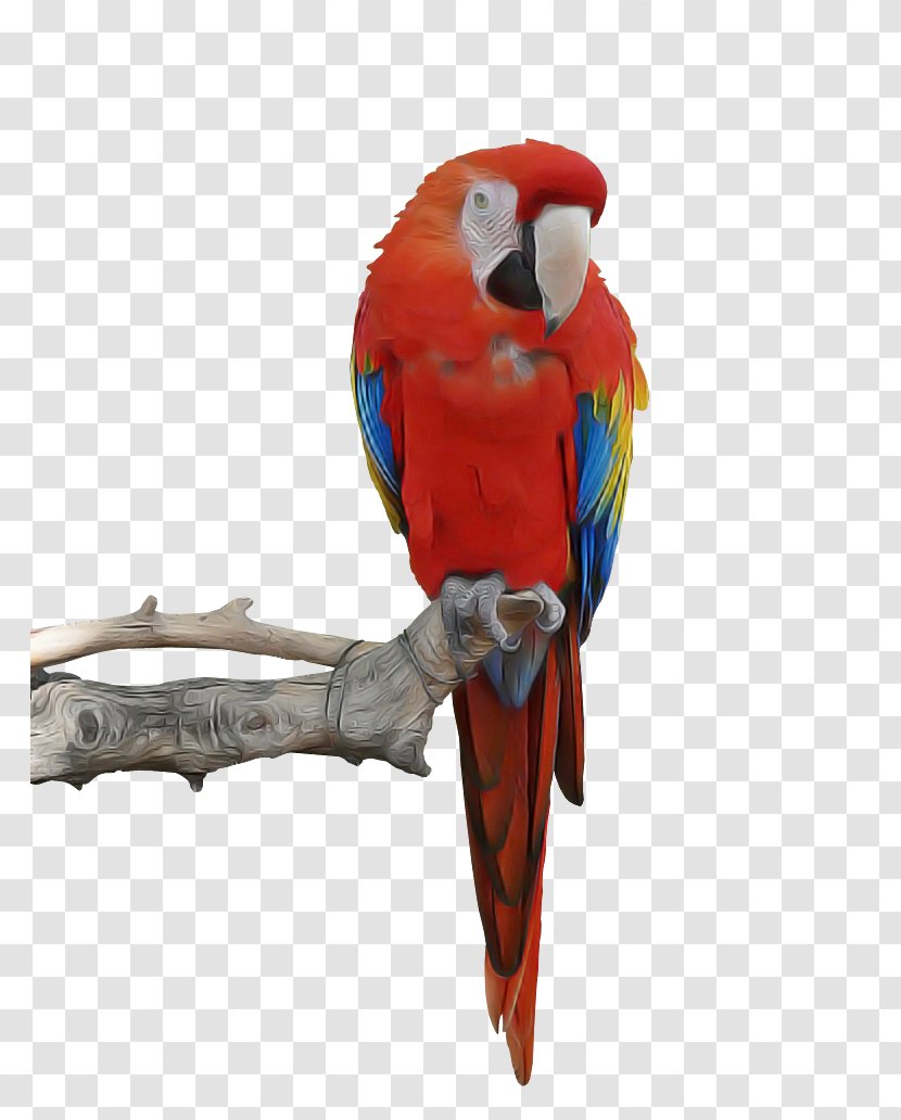 Bird Macaw Parrot Beak Parakeet - Budgie - Wing Transparent PNG