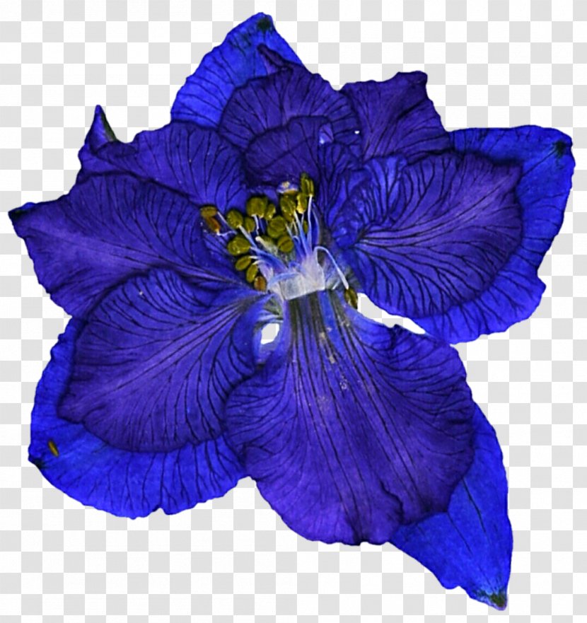 Wave Equation Jane Oineza - Flowering Plant - Electric Blue Transparent PNG