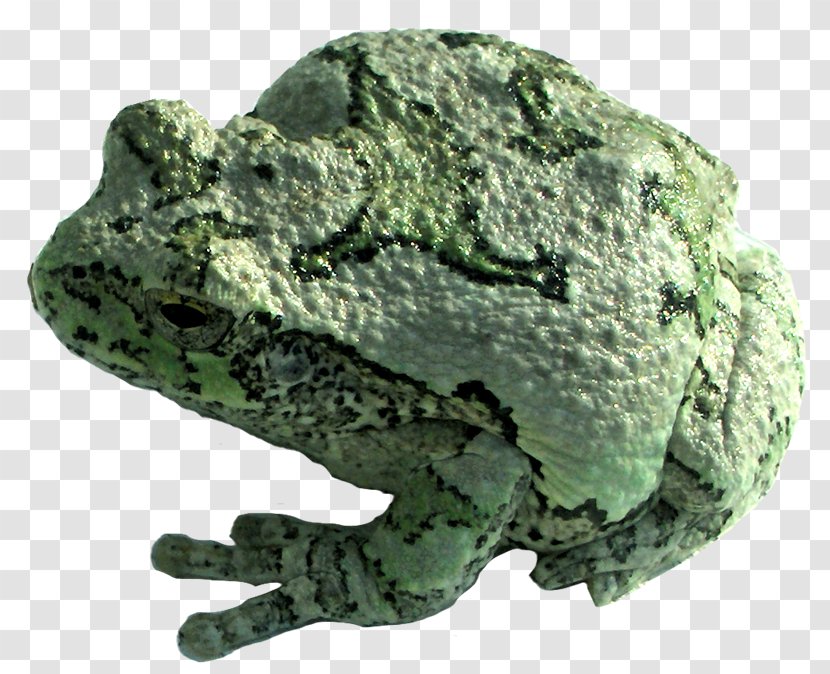 True Frog PhotoScape GIMP Mineral - Rm Transparent PNG