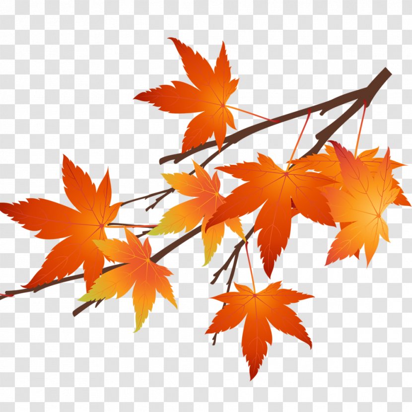 Autumn Leaf Computer File - Orange - Maple Leaves Transparent PNG