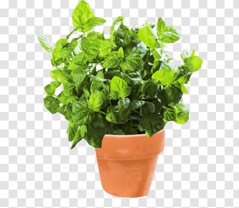 New York City Basil Apartment Flowerpot Sunlight - Thumb - Marjoram Transparent PNG