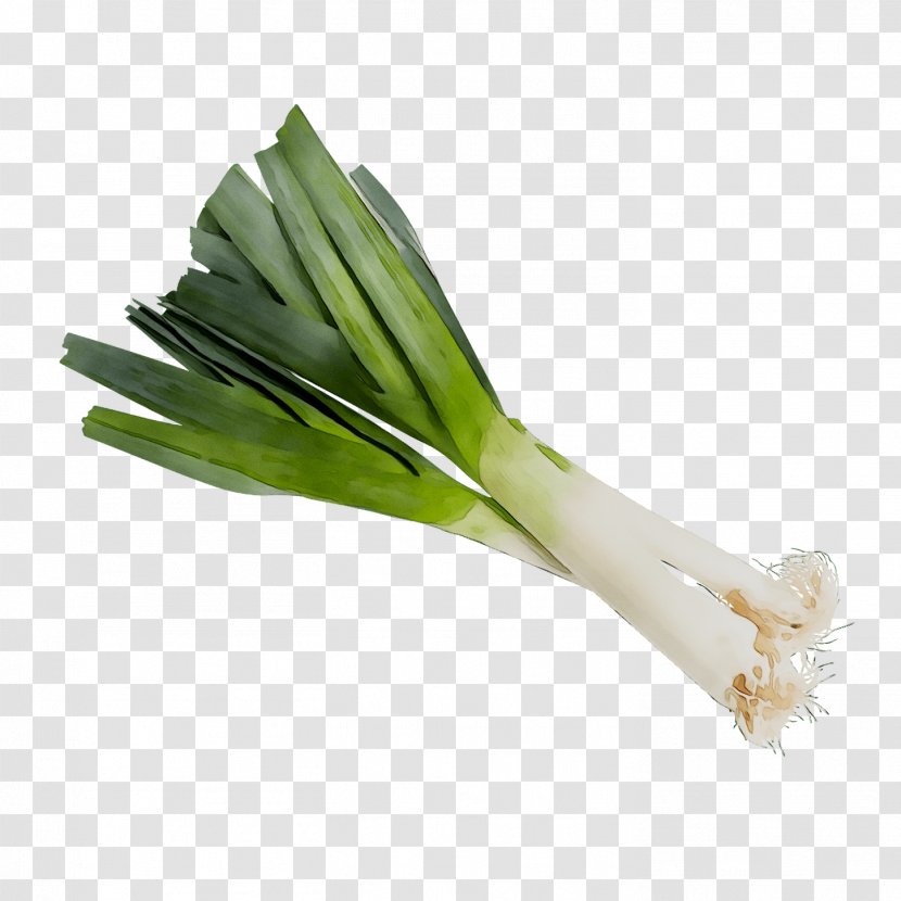 Leek Welsh Onion Scallion Ramp Vegetable - Shallot - Amaryllis Family Transparent PNG