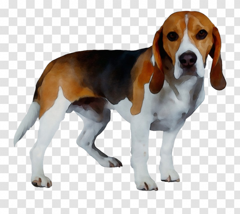 Grand Anglo-français Tricolore Harrier English Foxhound Basset Artésien Normand American Foxhound Transparent PNG