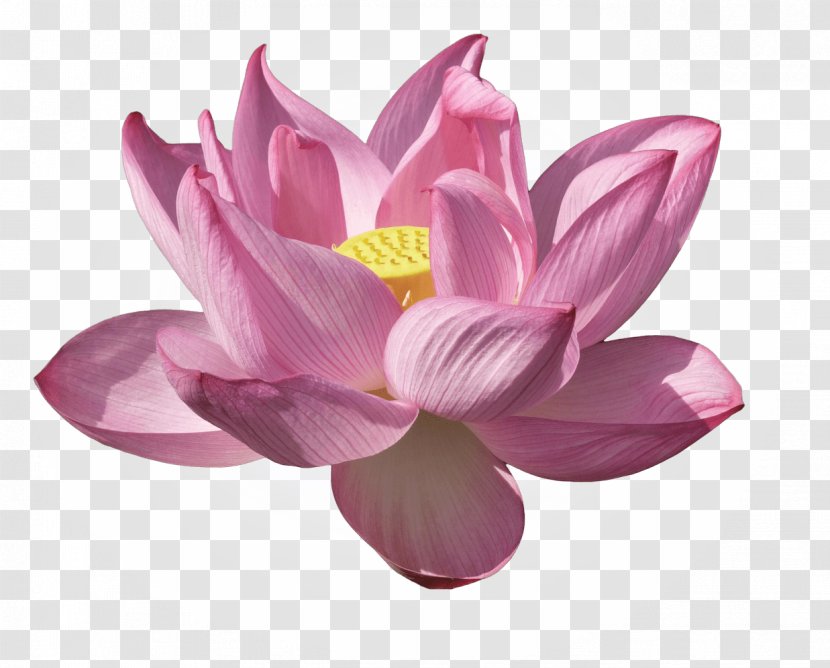 Nelumbo Nucifera Water Lilies Lilium Flower Kenilworth Park And Aquatic Gardens - Plant - Lotus Transparent PNG