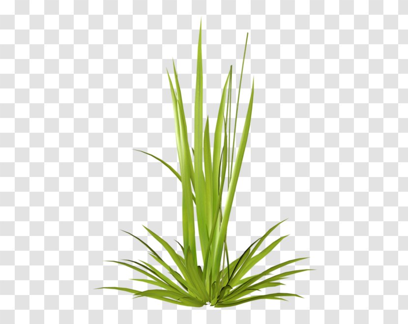 Herbaceous Plant Ryegrass Stem - Advertising Transparent PNG
