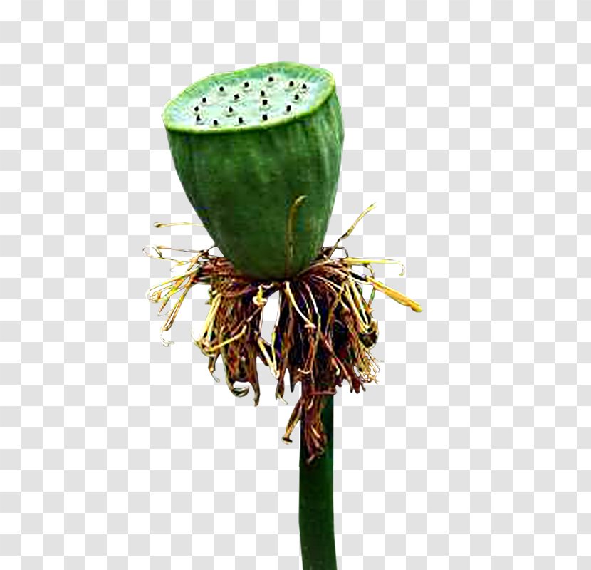 Lotus Seed Nelumbo Nucifera Root - Aquatic Plant - Creative Flower,Lotus Transparent PNG