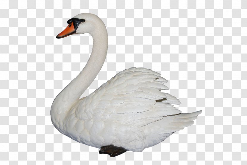 Swan Clip Art - Beak - Clipart Transparent PNG