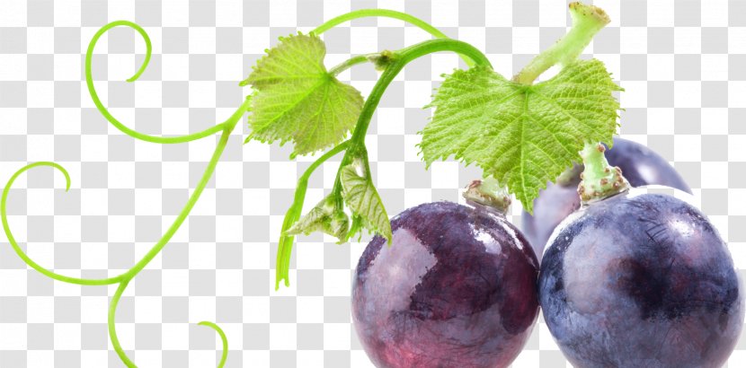 Common Grape Vine Food Stock Photography - Auglis Transparent PNG