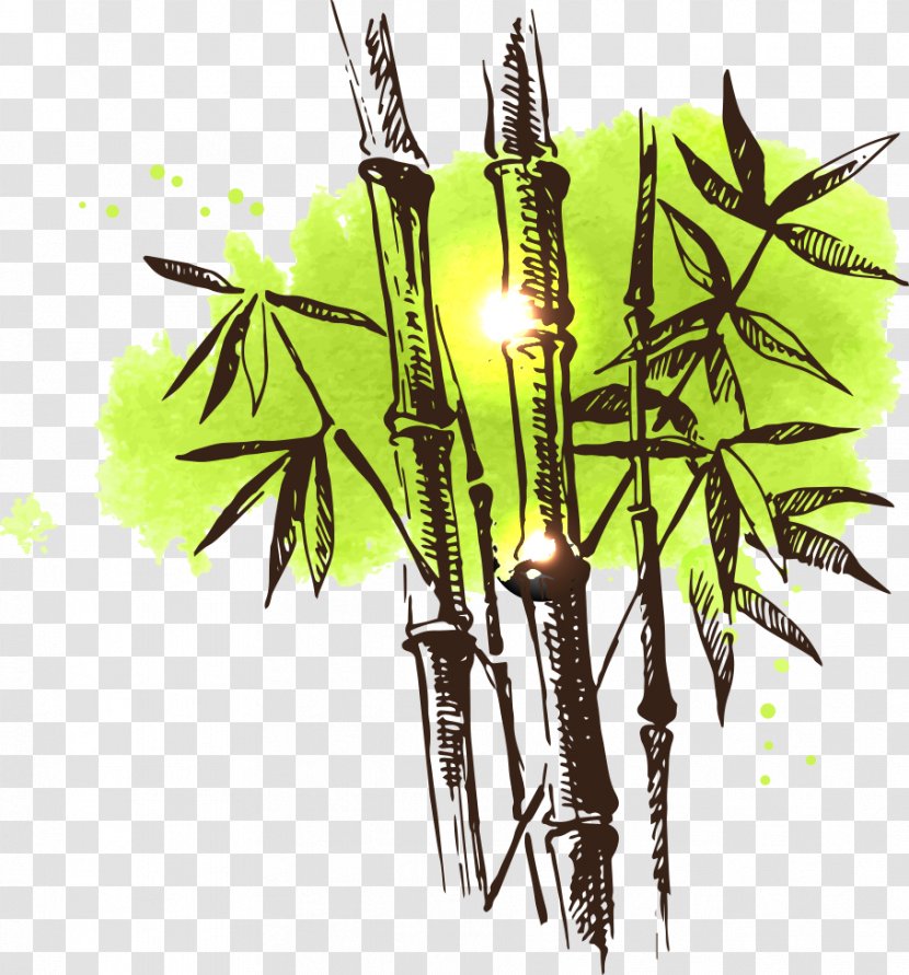 Bamboo Drawing Watercolor Painting Illustration - Royaltyfree - Vector Spot With Transparent PNG
