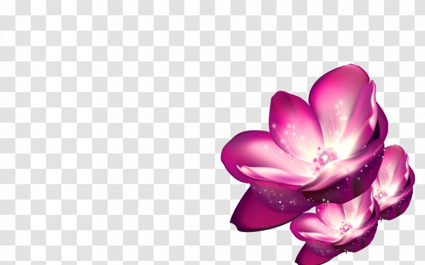 Shulin District Pink Purple Flower Wallpaper - Blossom - Lotus Transparent PNG