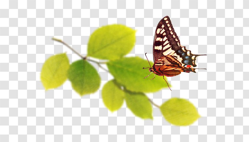 Nymphalidae Butterfly - Computer - Green Leaves Transparent PNG