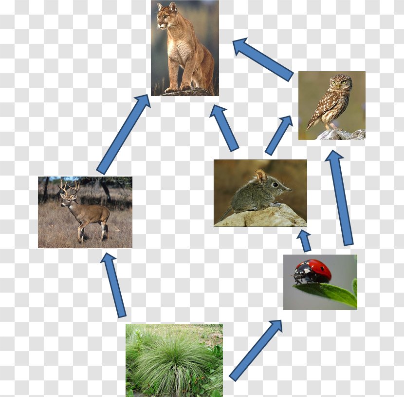 California Chaparral And Woodlands Food Web Biome Chain - Fauna - Decomposer Transparent PNG