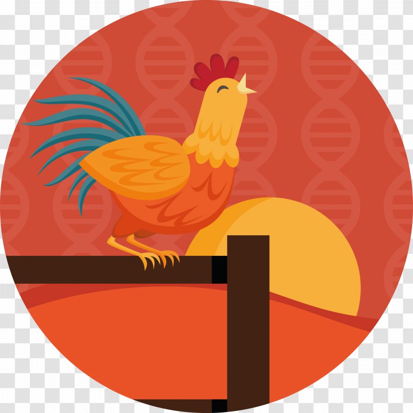 Rooster Chicken Sleep Deprivation - Galliformes Transparent PNG