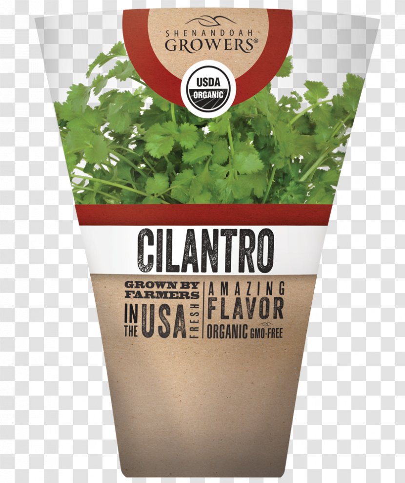 Herb Coriander Organic Food Flavor Seed - CILANTRO Transparent PNG