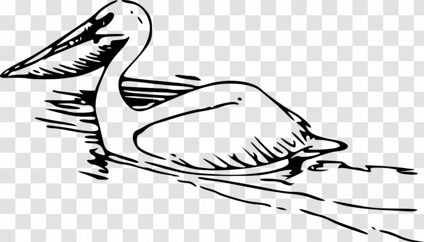 Black And White Clip Art - Organism - Pelican Transparent PNG