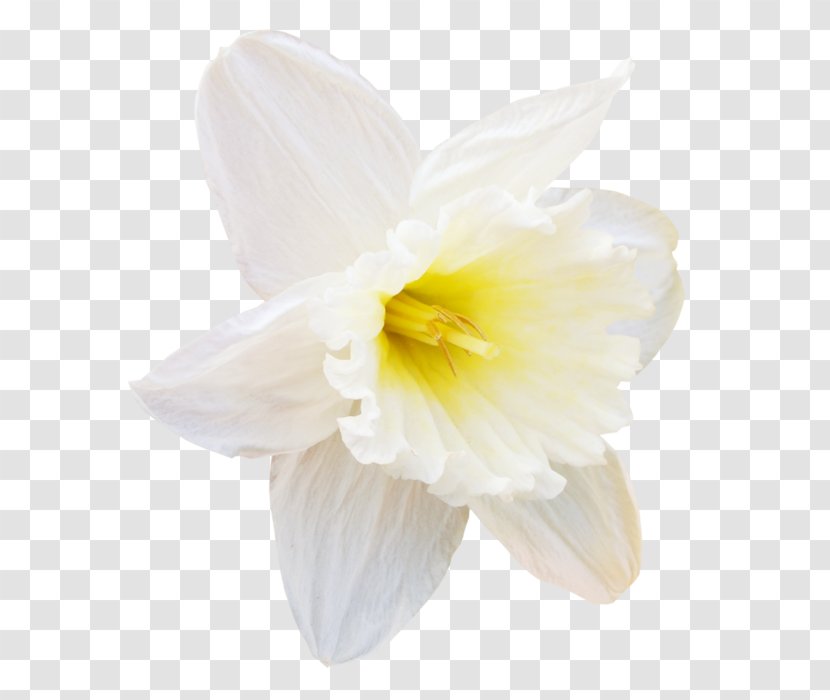 Daffodil Narcissus Cut Flowers Amaryllidaceae - Flower Transparent PNG