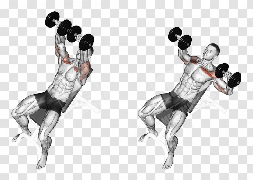 Bench Press Dumbbell Exercise Weight Training - Rep Transparent PNG