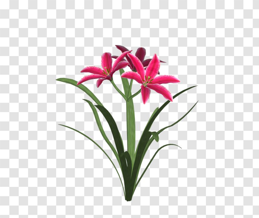 Amaryllis Jersey Lily Cut Flowers Flowerpot Floristry - Lilie Transparent PNG