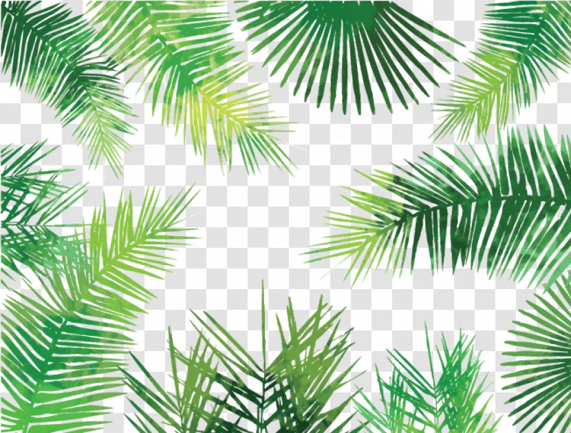 Asian Palmyra Palm Arecaceae Palm-leaf Manuscript Tree - Palmleaf - Leaves Transparent PNG
