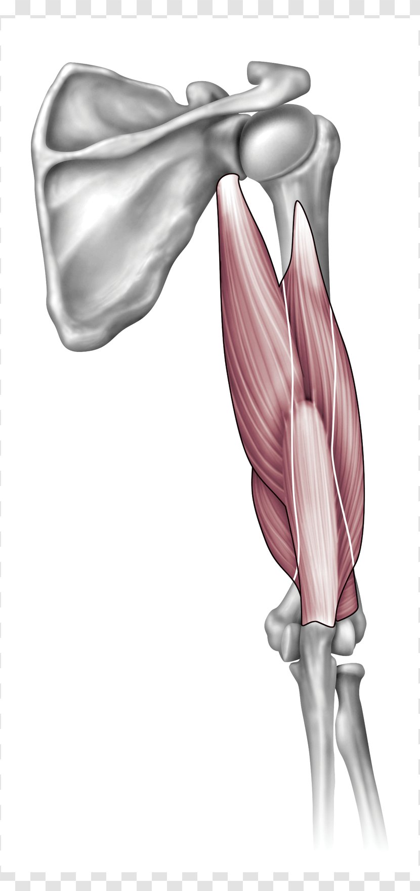 Shoulder Anatomy Arm Elbow Joint - Flower Transparent PNG