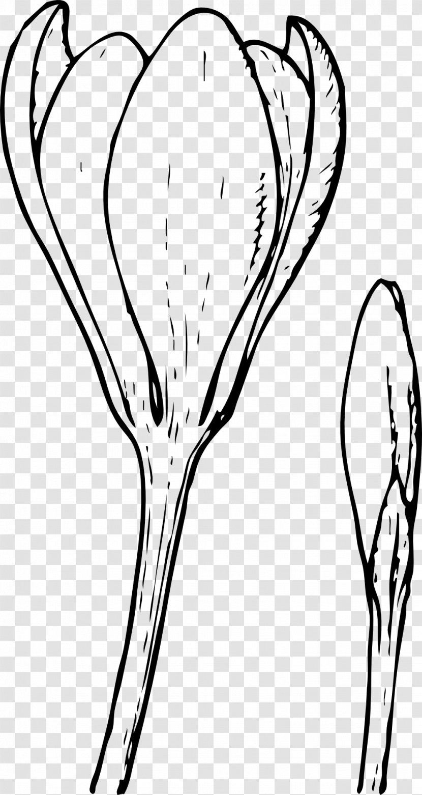 Crocus Vernus Autumn Flower Bud Clip Art - Tree Transparent PNG