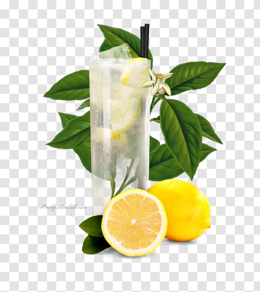 Lemonade Tom Collins Gin Cocktail Garnish - Lemon Transparent PNG