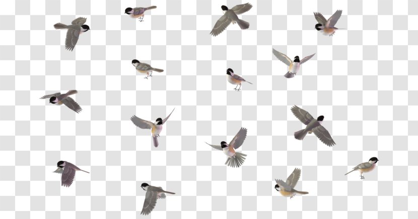 Bird Chickadee House Sparrow Drawing - Migration Transparent PNG