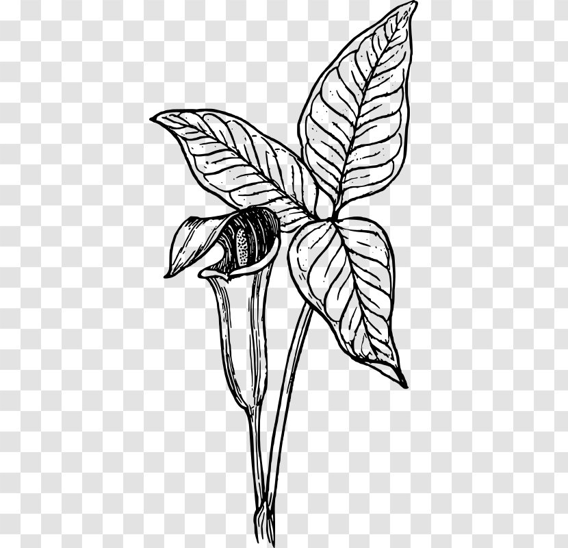 Arum-lily Cuckoo-pint Clip Art - Flower - Botanical Plants Transparent PNG