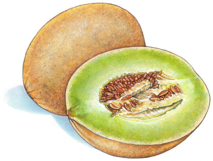 Fruit Honeydew Cantaloupe Melon Drawing Transparent PNG