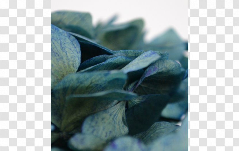 Teal Close-up Organism - Closeup - Hortensie Transparent PNG