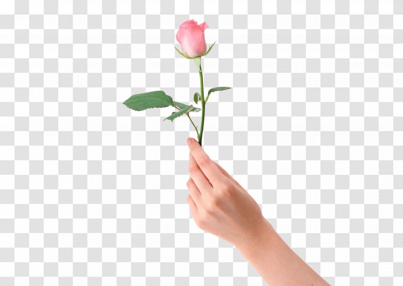 Beach Rose Flower Hand - Finger - Holding Transparent PNG