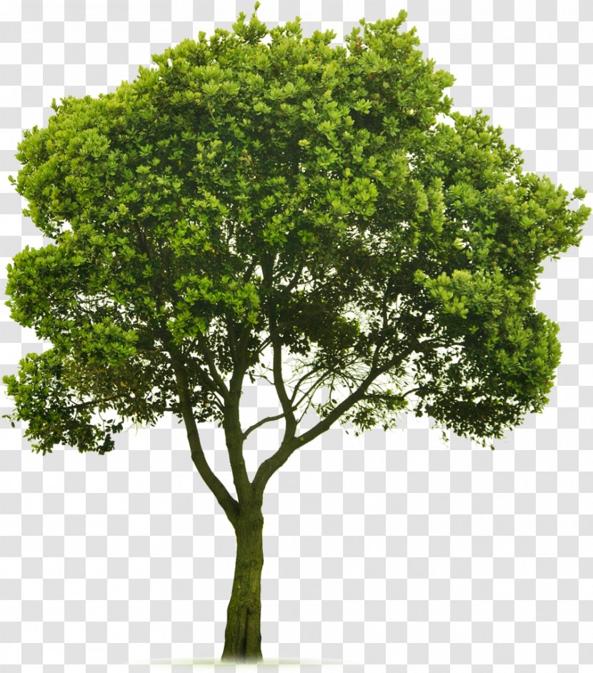 Tree Topping Landscaping Lawn Clip Art - Trees Transparent PNG