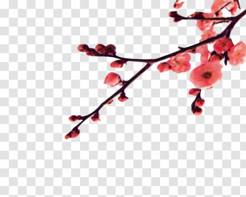 Chinese New Year Plum - Years Day - Winter Transparent PNG