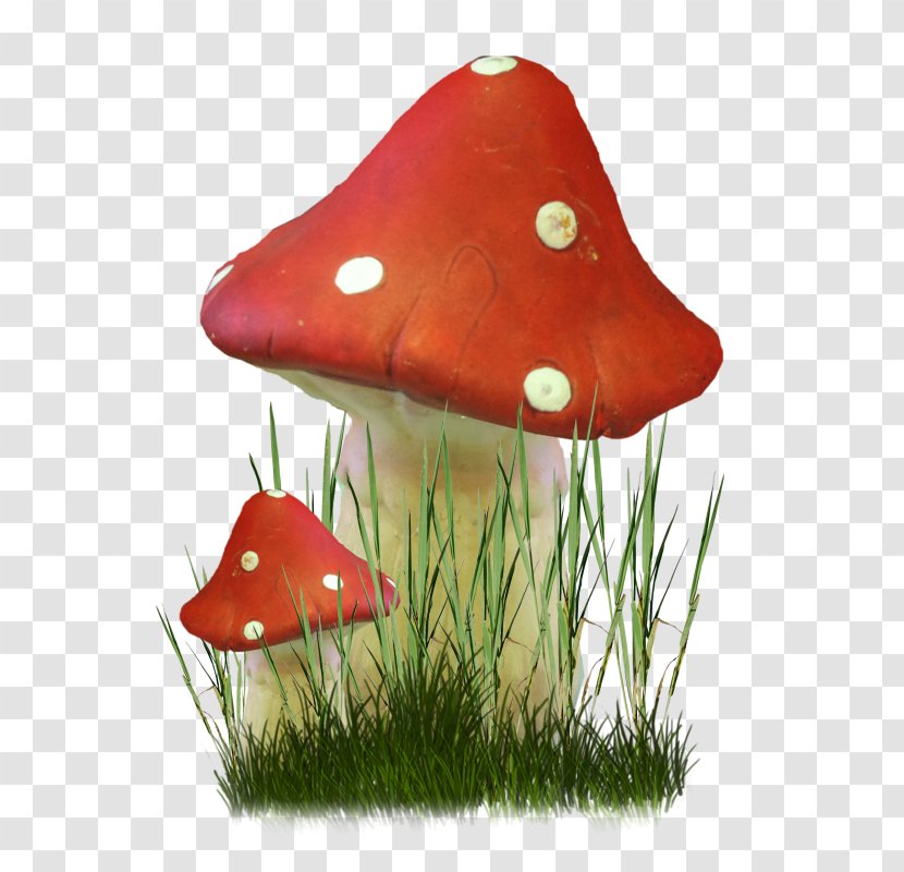 Fungus Mushroom Herbaceous Plant Clip Art - Flower Transparent PNG