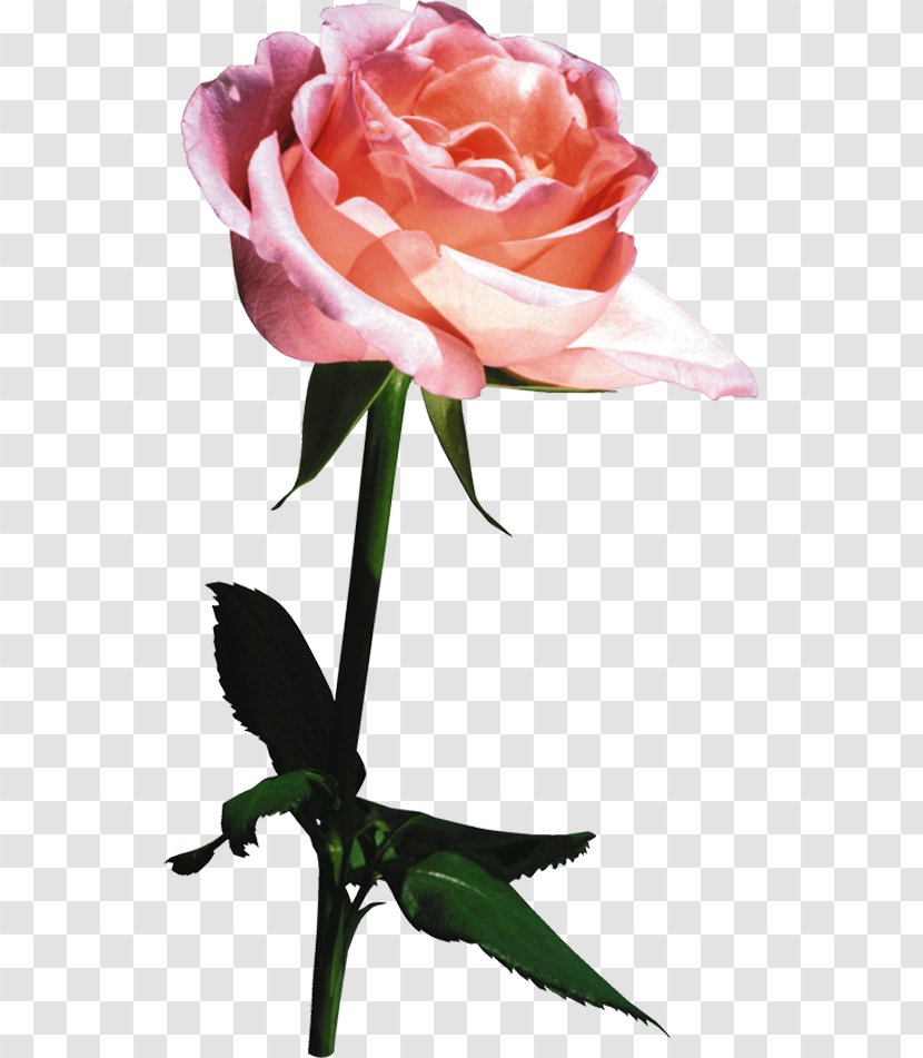 Still Life: Pink Roses Beach Rose Garden Clip Art - Rosa Centifolia - Dog Transparent PNG