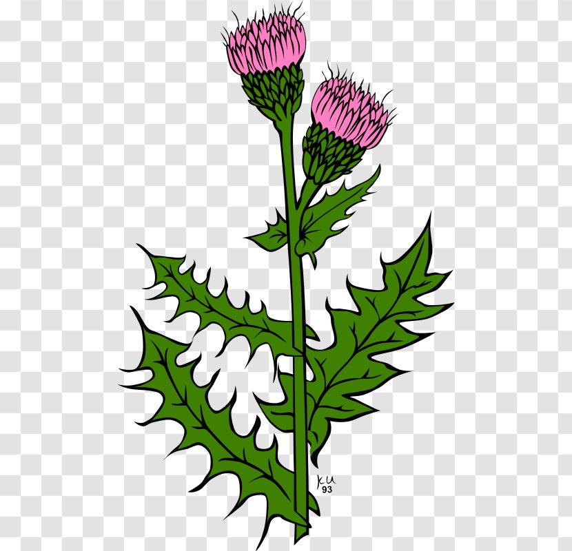 Scotland Creeping Thistle Clip Art - Public Domain Drawings Transparent PNG