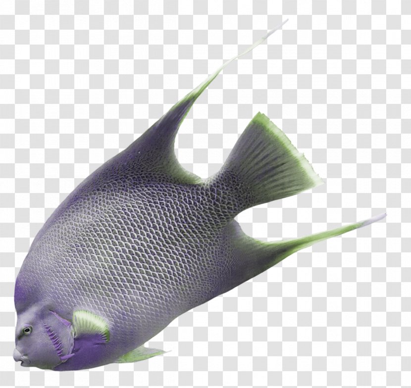 Purple Grey Fish Violet Transparent PNG