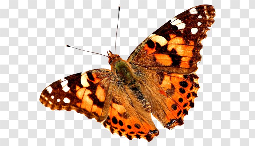 Butterfly Painted Lady Insect Painting - Vanessa Transparent PNG