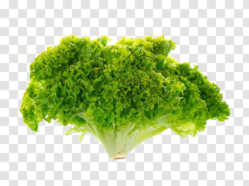 Romaine Lettuce Stock Photography Red Leaf - Salad Transparent PNG