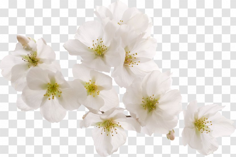 Cherry Blossom White Peach - Petal - Bright Transparent PNG
