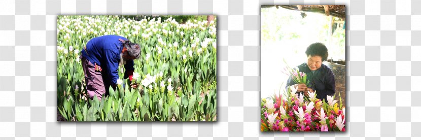 Picture Frames Grasses Family - Tree - Thai Flower Transparent PNG