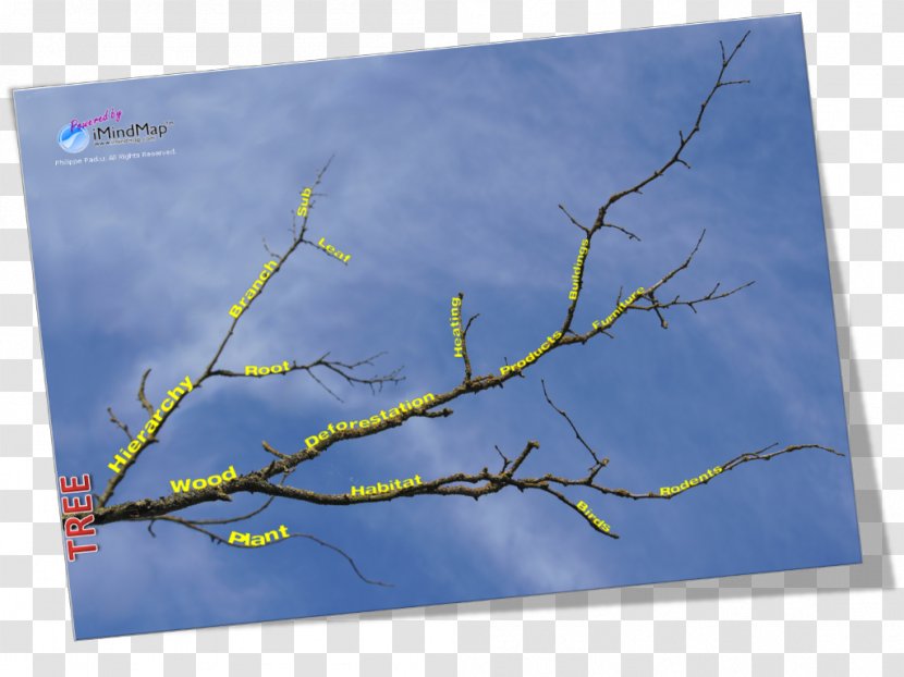 Ecosystem - Tree - Beauty Map Transparent PNG