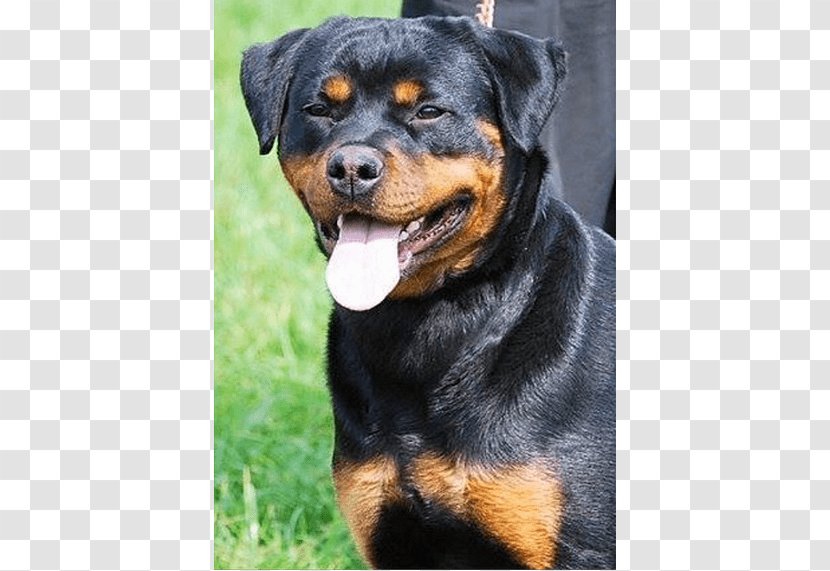 King Rottweilers Puppy Dog Breed Litter - Spokane County Washington Transparent PNG