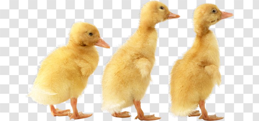 Duck Cygnini Bird Goose Transparent PNG